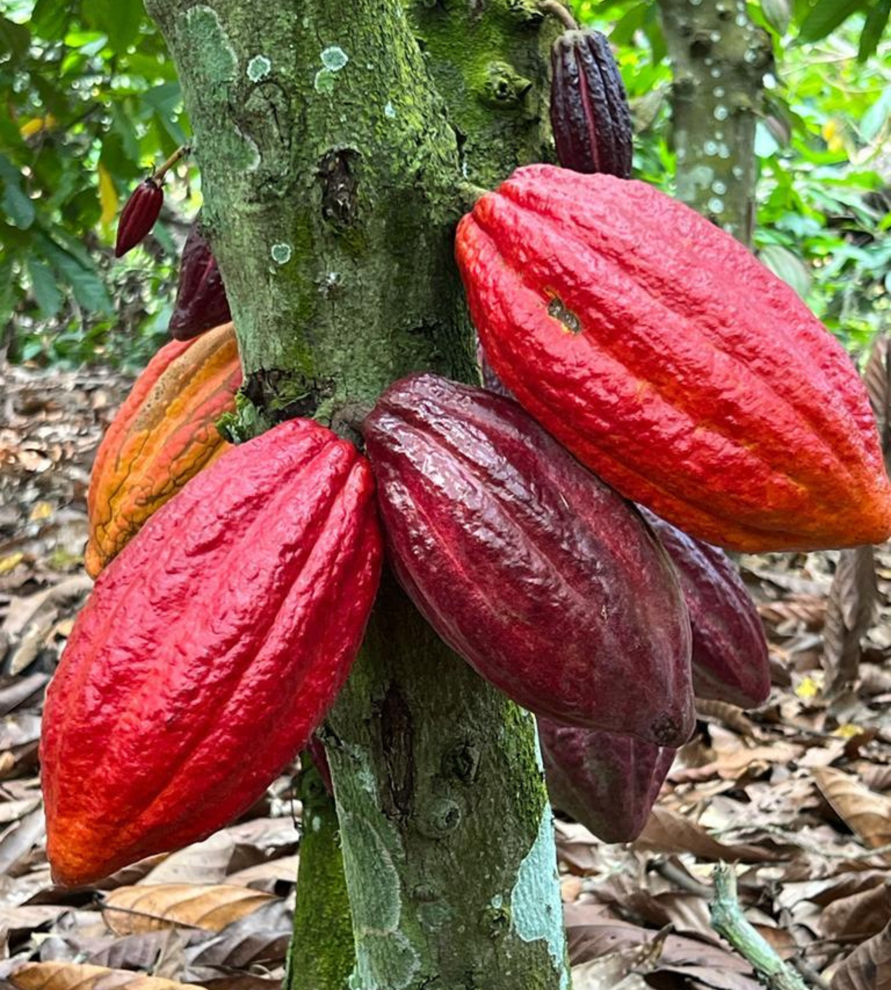 ngassam-farm-cabosse-cacao
