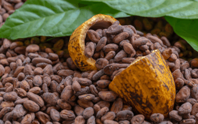 Cacao : une richesse tropicale au service des pays consommateurs