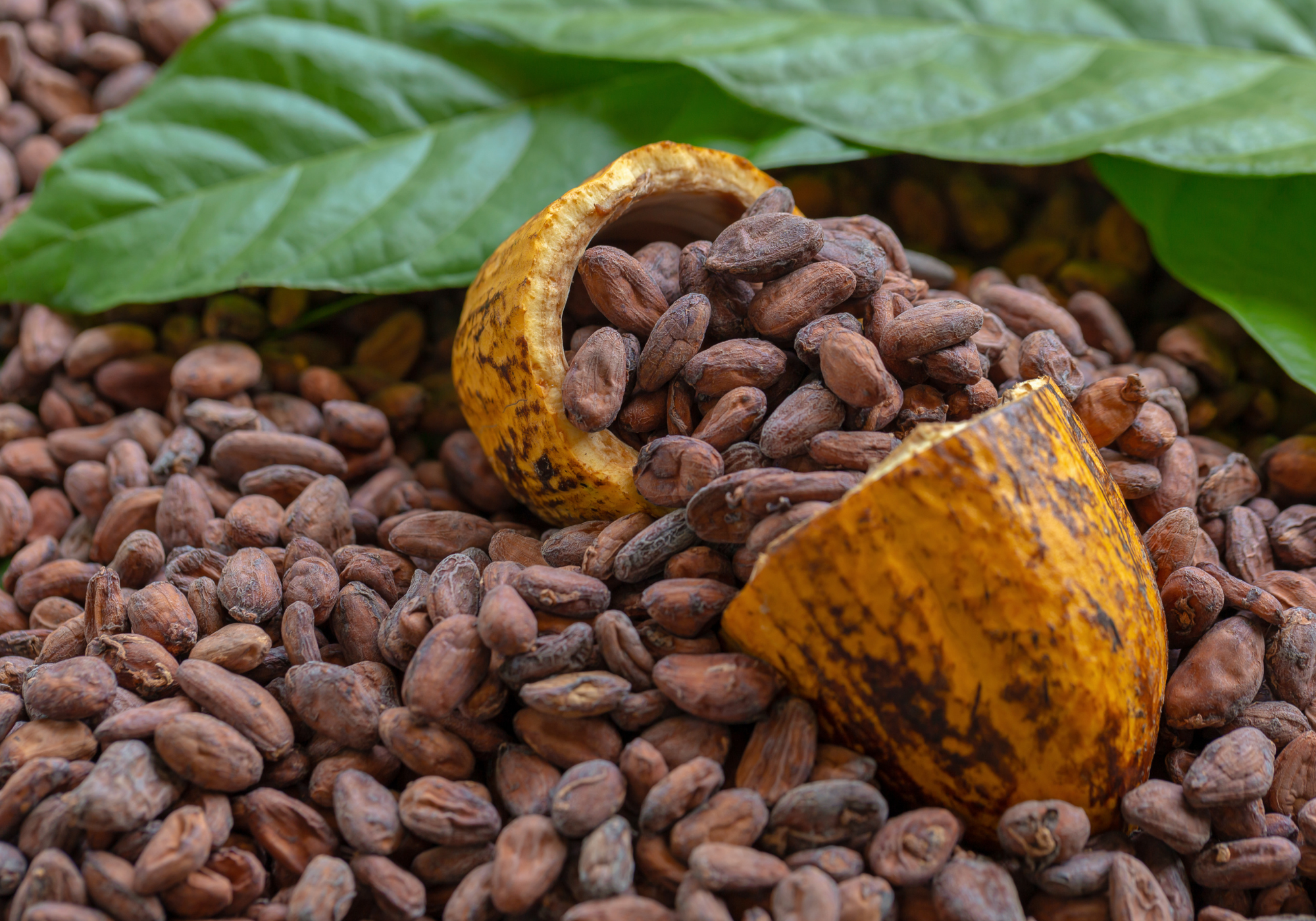 contact-cacao-ngassam-farm