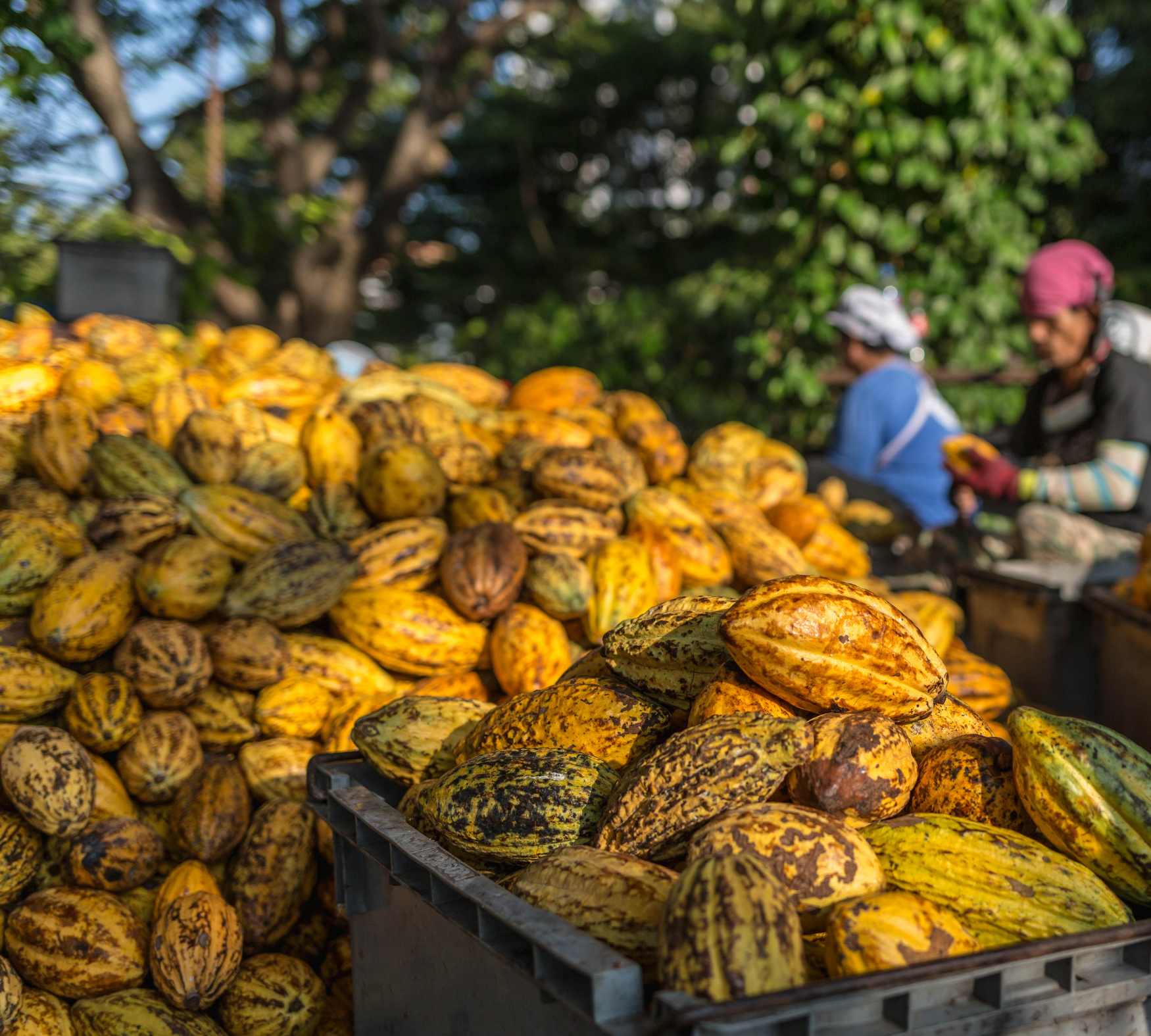 cacao-cabosses-cameroun