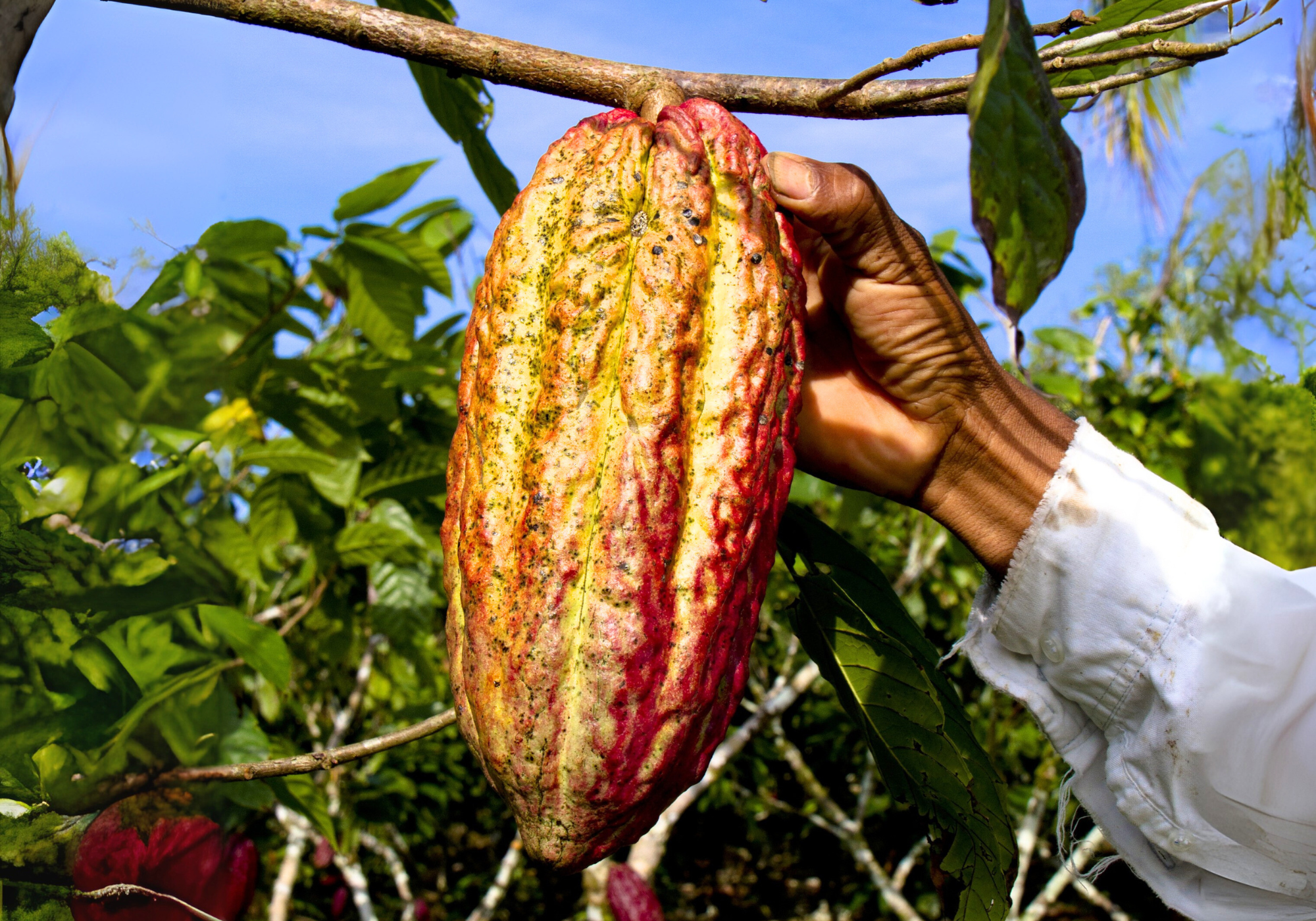 cacao-criollo-ngassam-farm