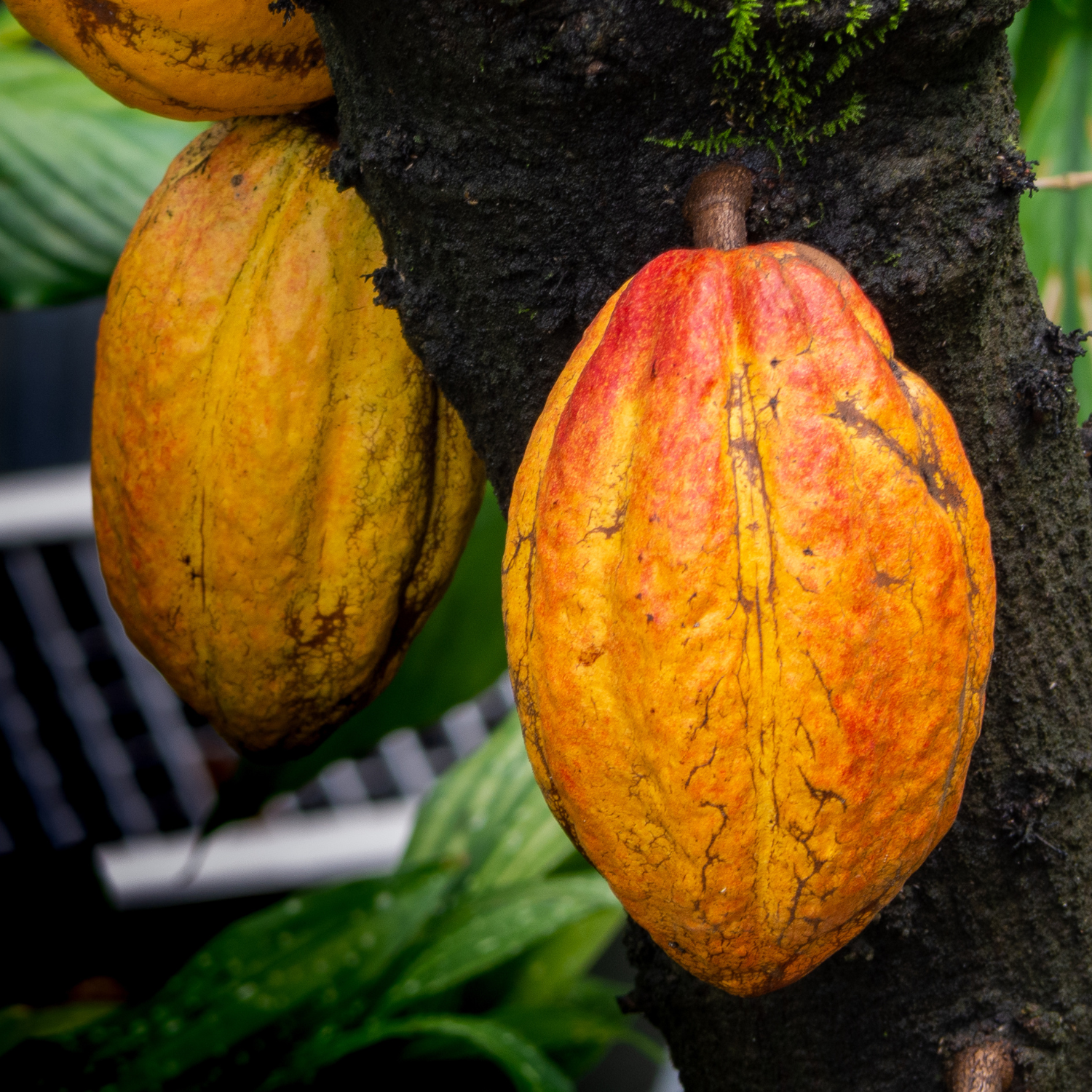 cacao-forastero