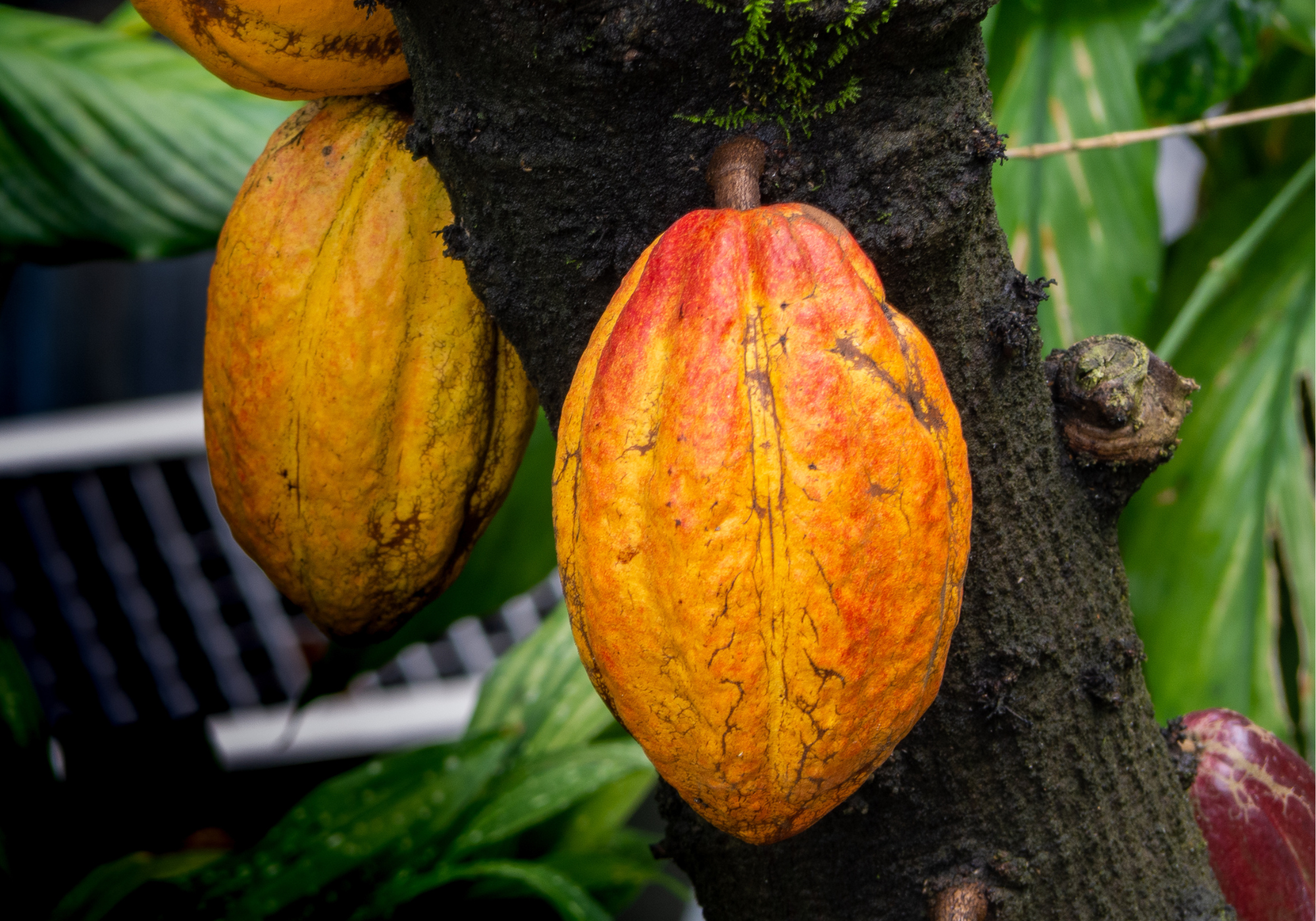 cacao-forastero-ngassam-farm