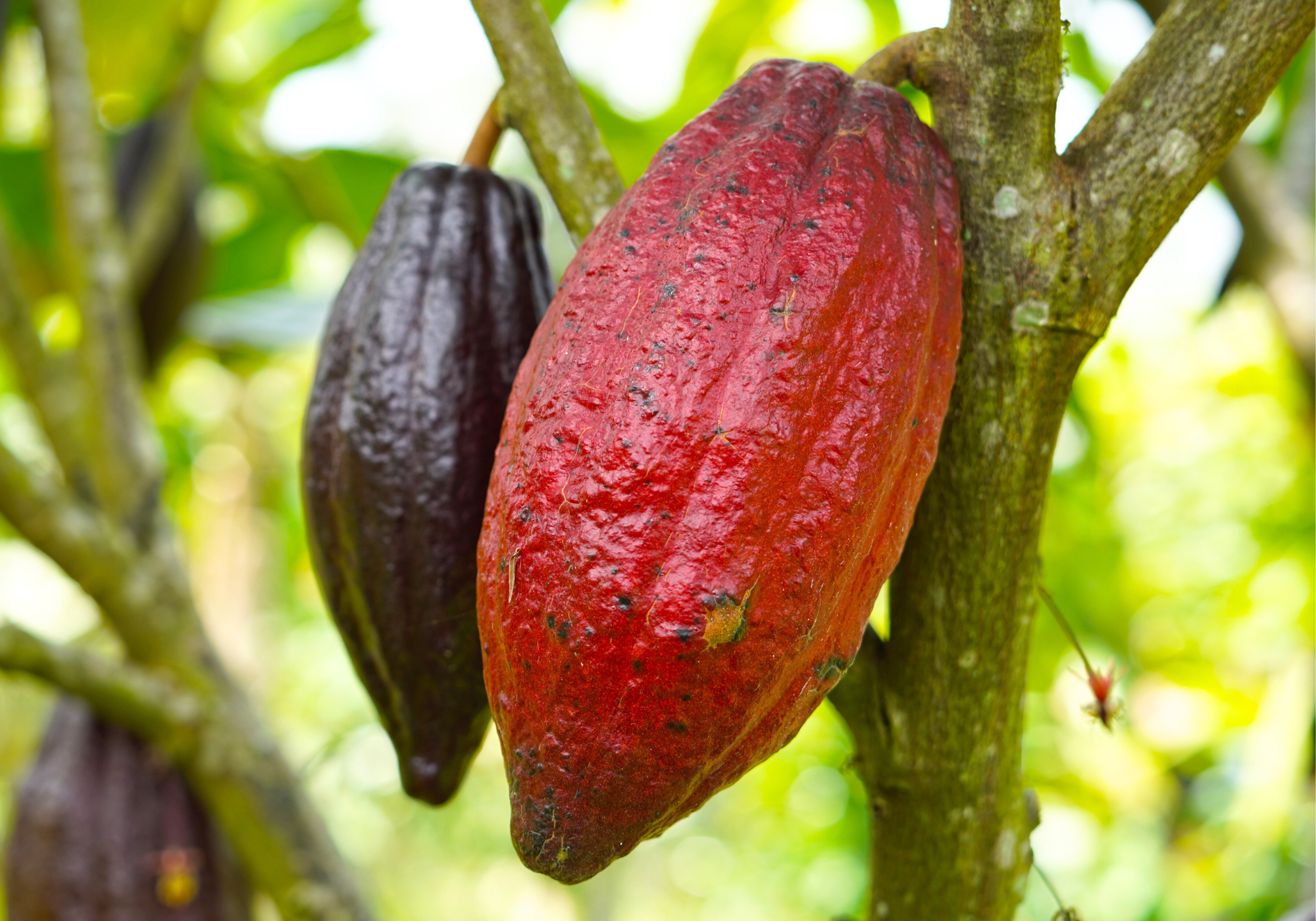 cacao-trinitario-ngassam-farm
