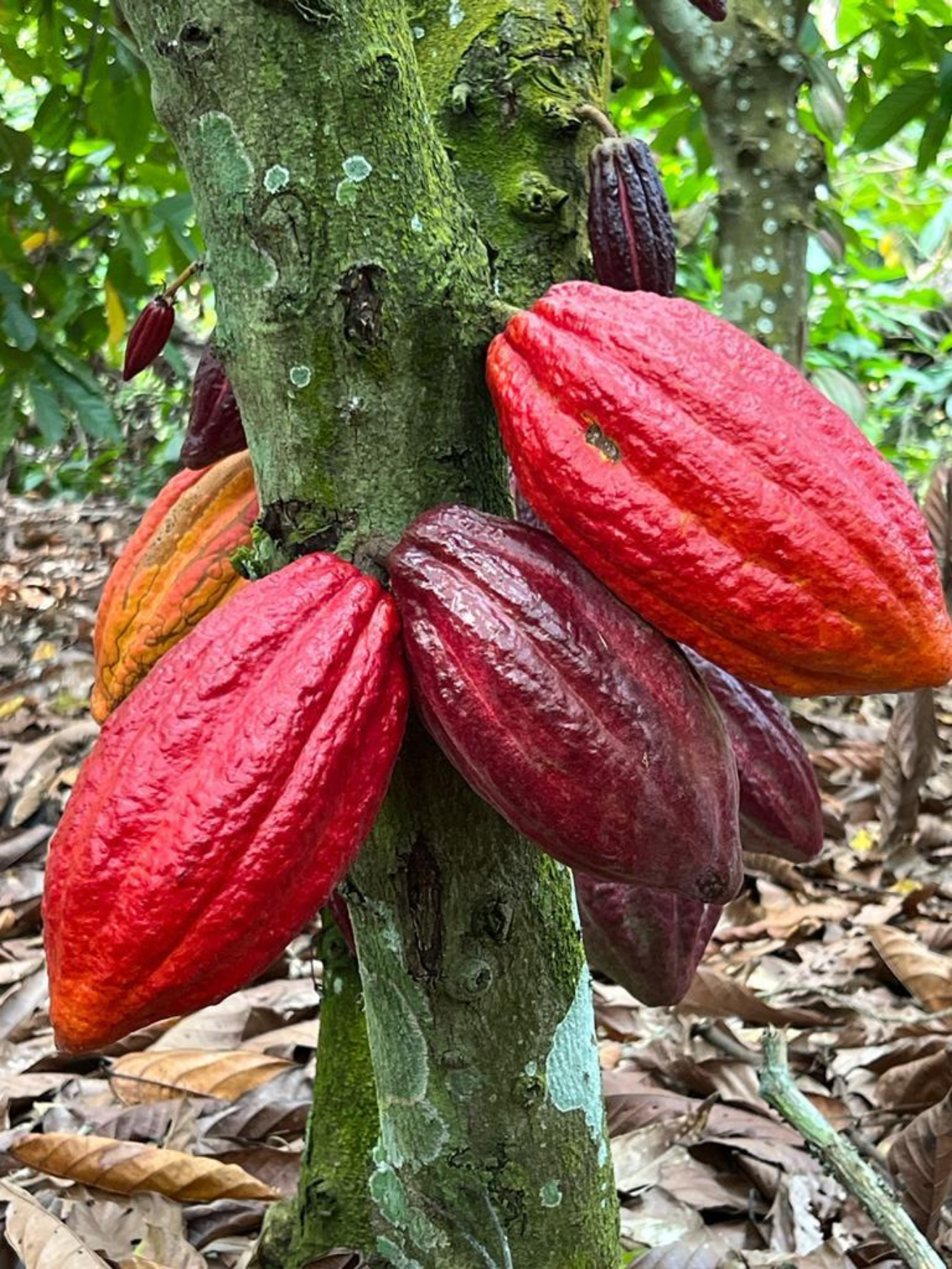 cacayoer-cameroun-ngassam-farm