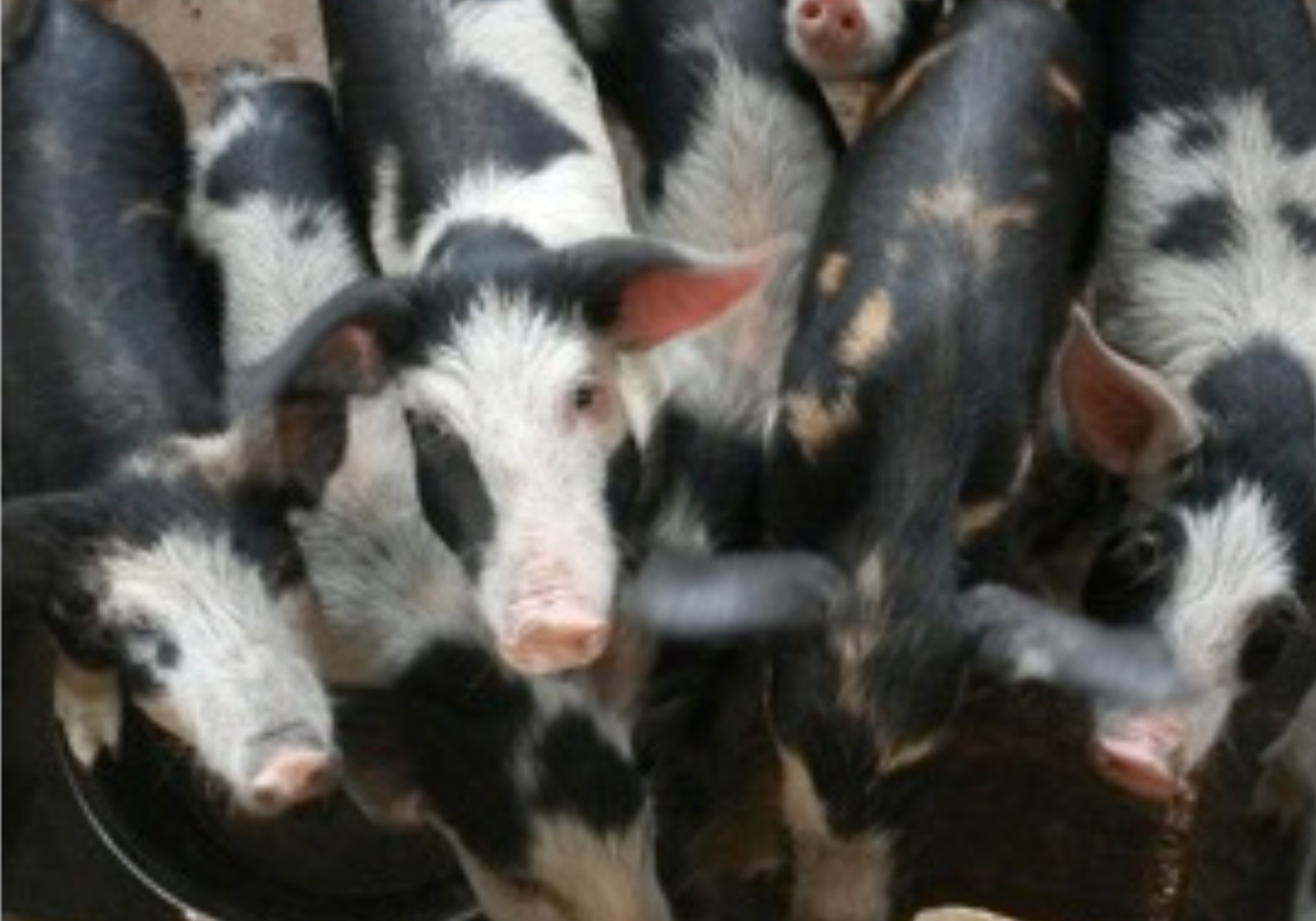 cochons-ngassam-farm