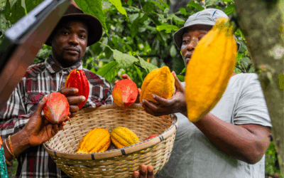 Cameroun, future puissance mondiale du cacao