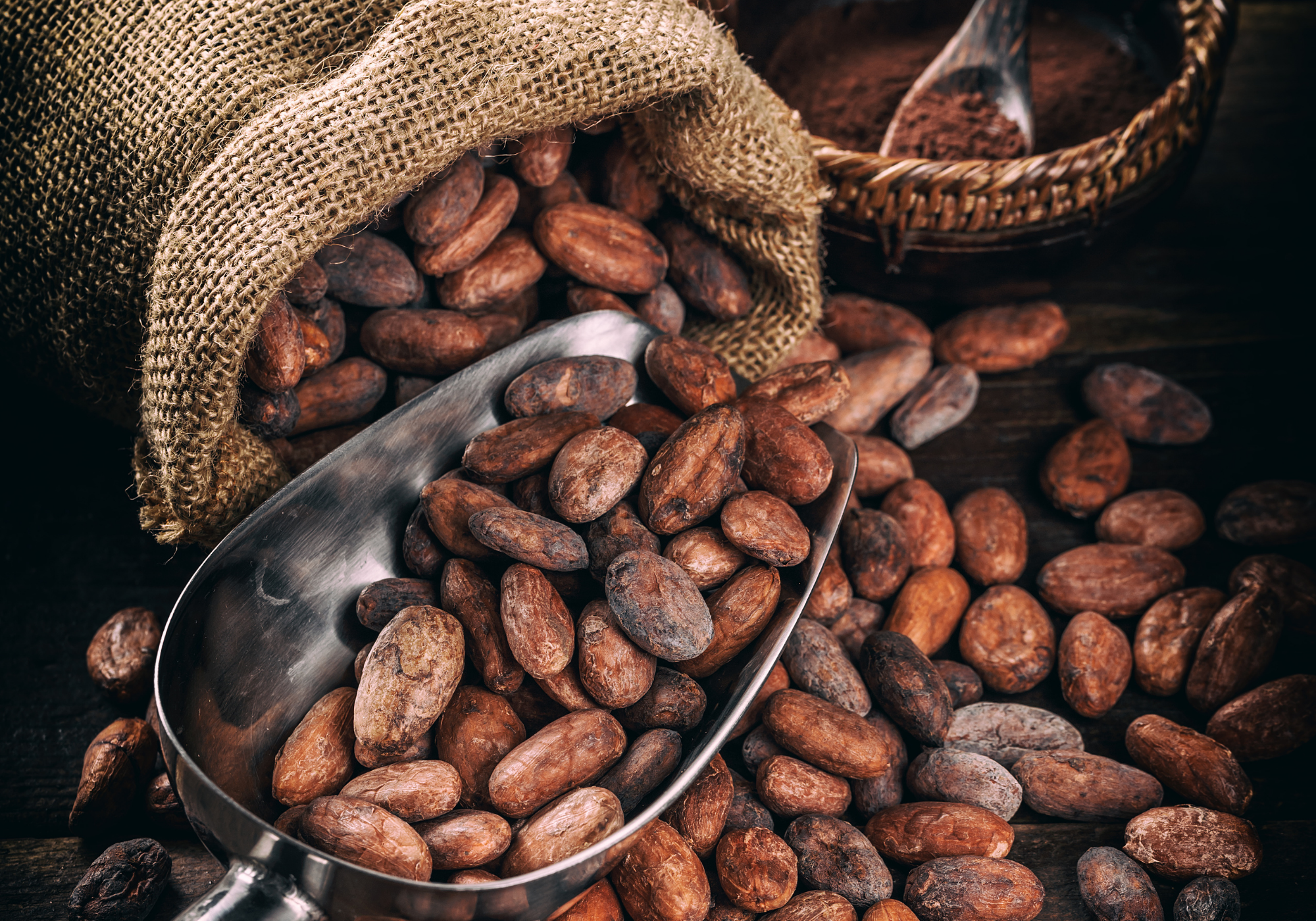 fermentation-cacao