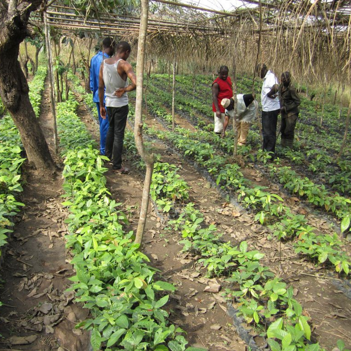 plantateur-ngassam-farm-coopérative