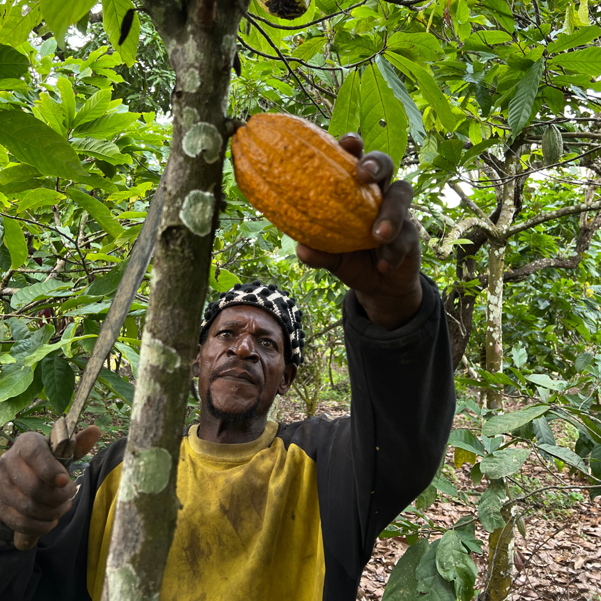 plantation-ngassam-farm-sanki