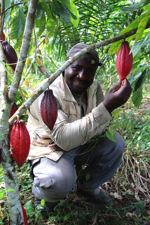 serges-ngassa-plantations-cameroun serges-ngassa-plantations-cameroun
