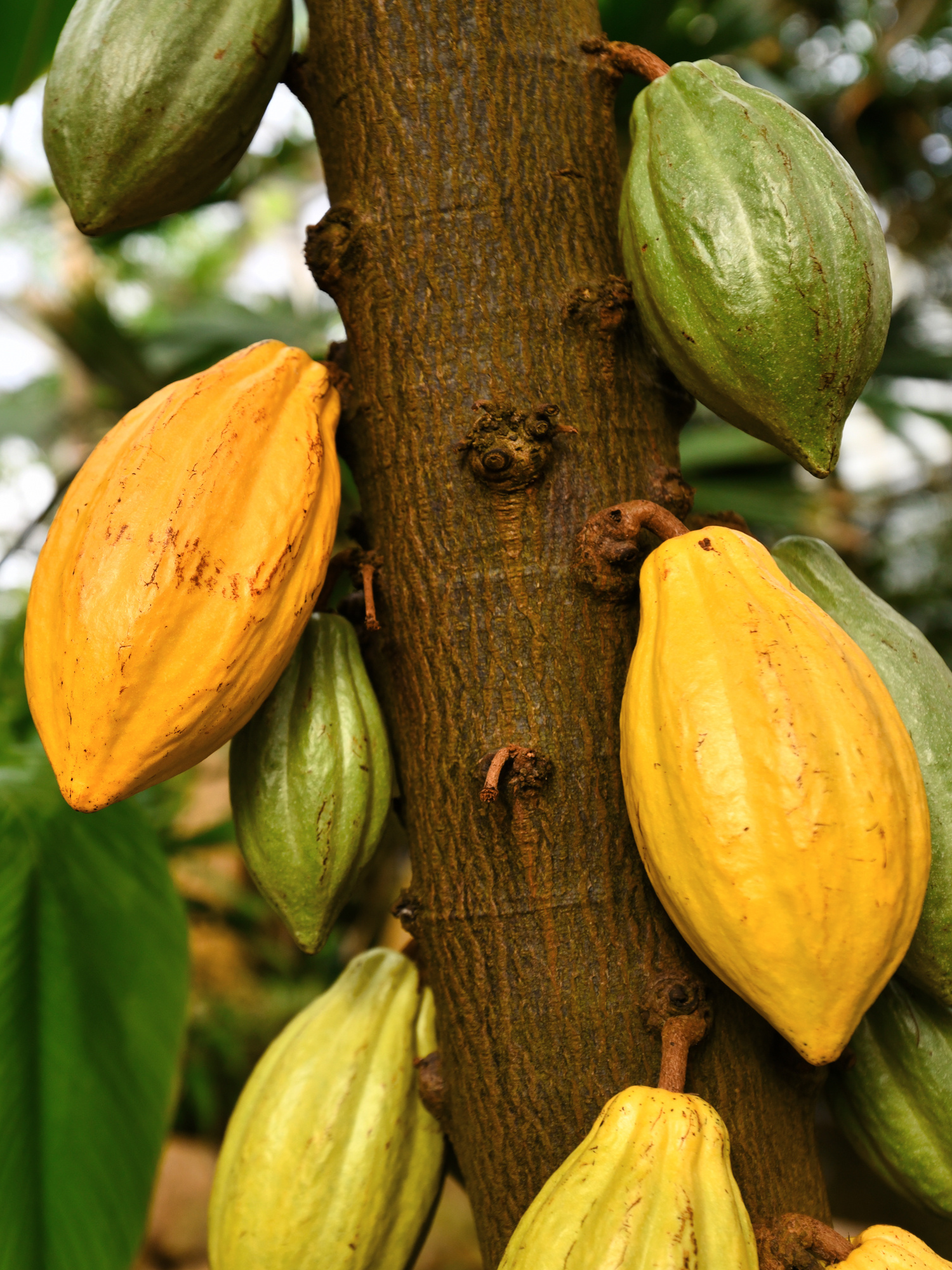 Ngassam-farm-cacao